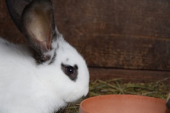  Grafika #27: ZBIÓRKA DLA SCHRONISKA grafika