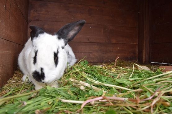  Grafika #28: ZBIÓRKA DLA SCHRONISKA grafika