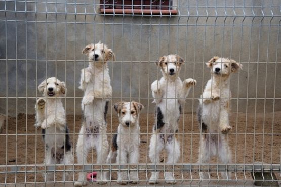  Grafika #29: ZBIÓRKA DLA SCHRONISKA grafika