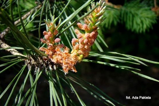  Grafika #0: ZIELONO MI grafika