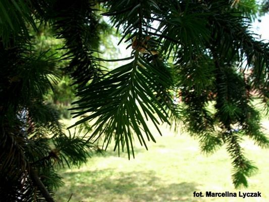  Grafika #2: ZIELONO MI grafika