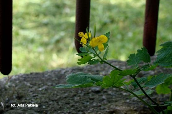  Grafika #4: ZIELONO MI grafika