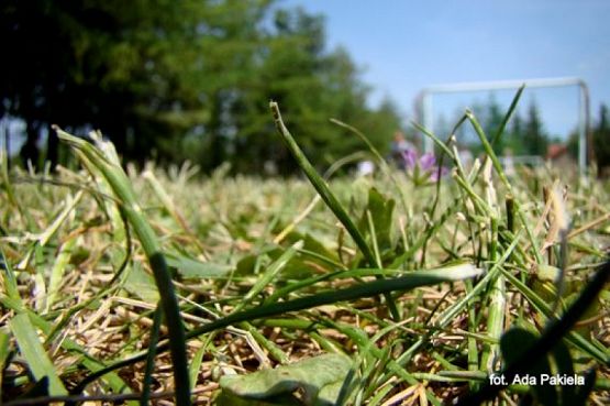  Grafika #6: ZIELONO MI grafika