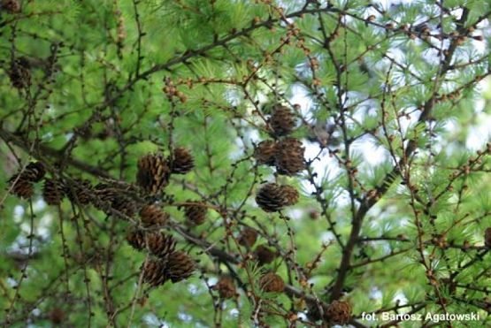  Grafika #7: ZIELONO MI grafika