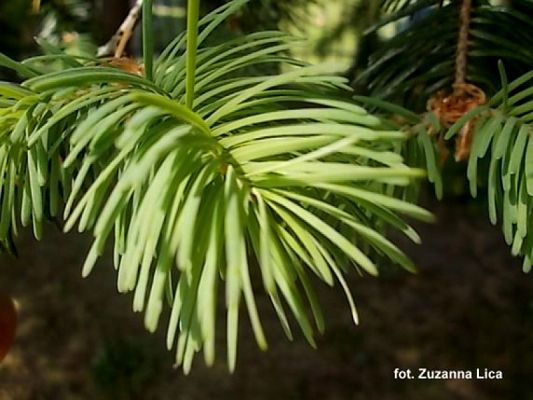  Grafika #8: ZIELONO MI grafika