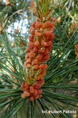  Grafika #9: ZIELONO MI grafika