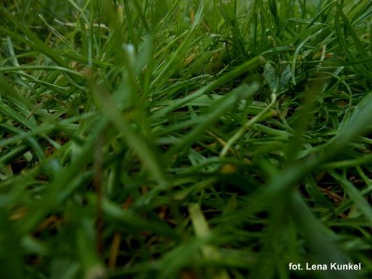  Grafika #10: ZIELONO MI grafika