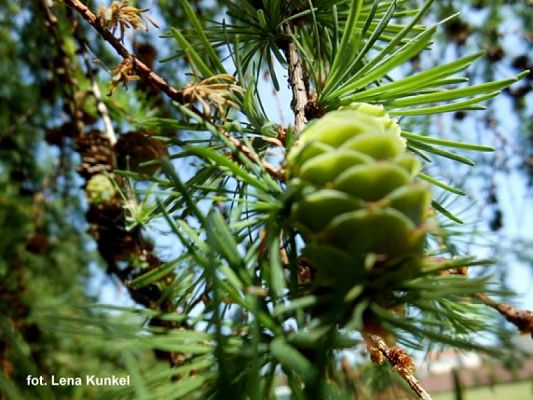  Grafika #11: ZIELONO MI grafika